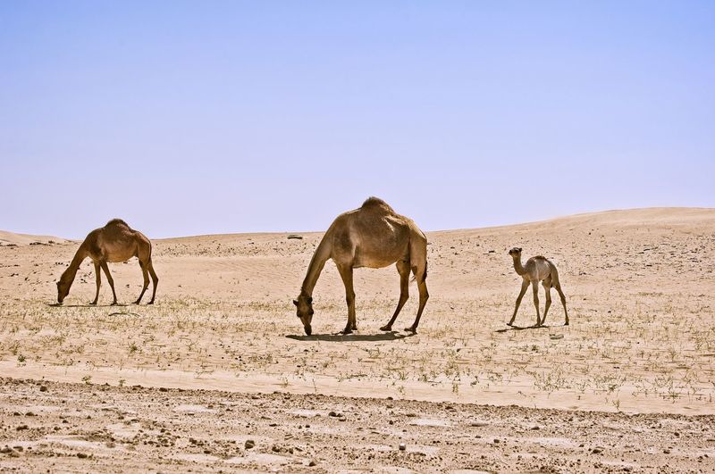 Horses standing in desert against clear sky