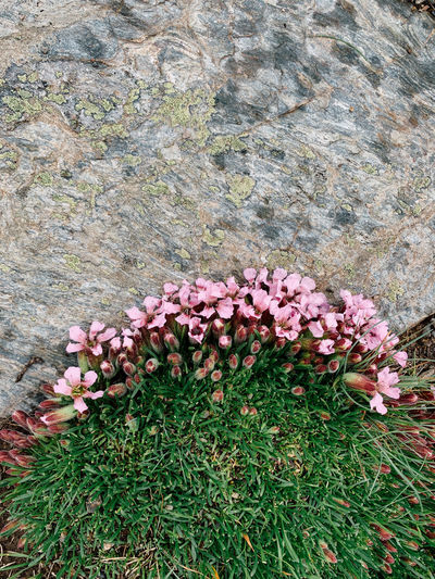 High angle view of flowering plants on rocks