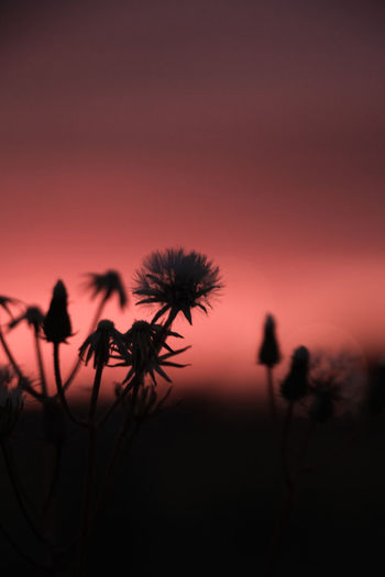Close-up of silhouette flowering plants against romantic sky at sunset
