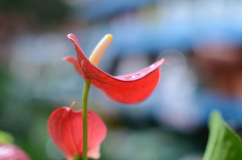 Close-up of red flower bud