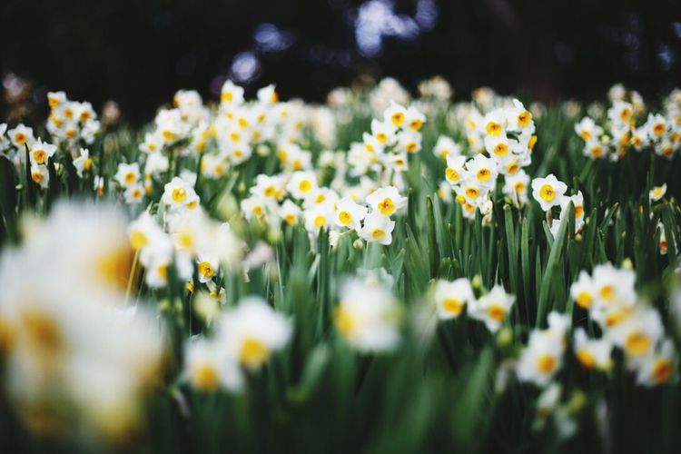 White daffodil flowers blooming on field