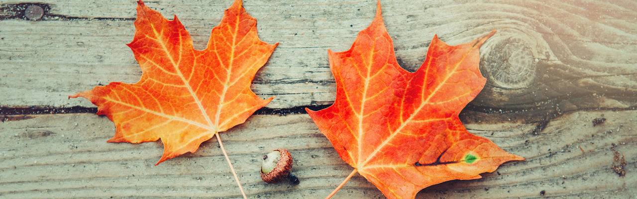 Close-up of autumn leaf on wood