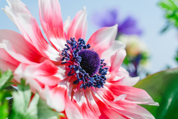 Close-up of pink flower