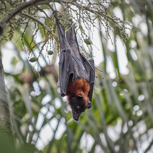 Black and brown flying fox called megabat, in latin pteropodidae, hangs upside down from a palm tree
