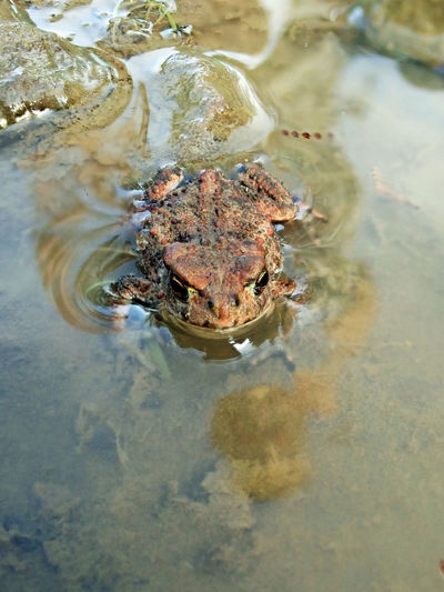 High angle view of toad swimming in lake