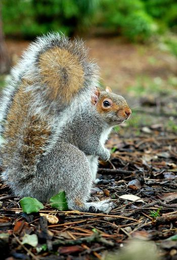 Close-up of squirrel