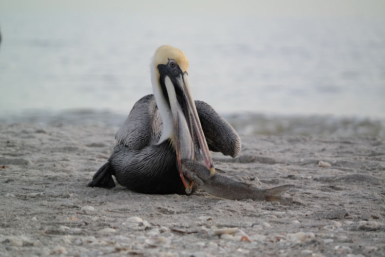 Pelican with prey on beach