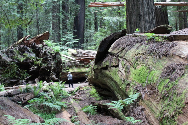 Logs in forest