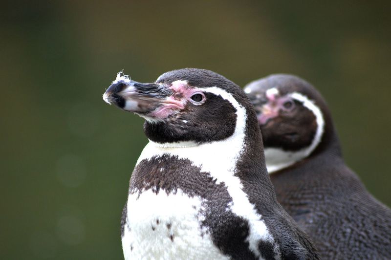 Close-up of humboldt penguins