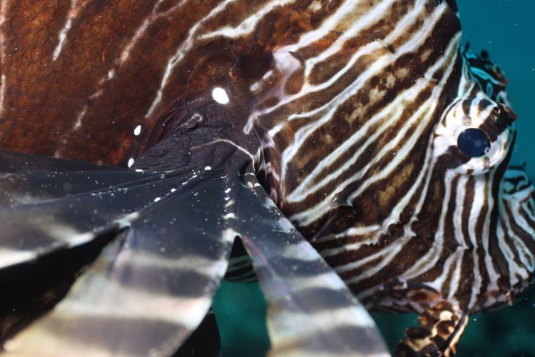 Side view of lionfish undersea