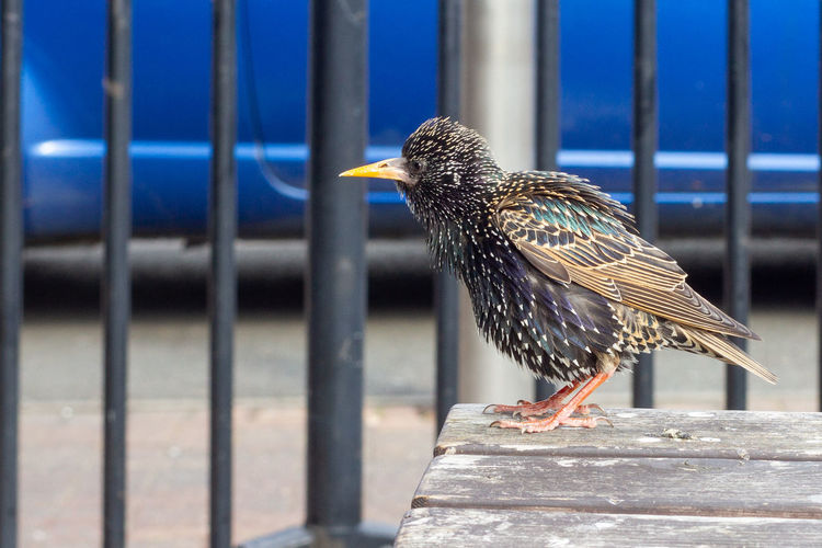 A starling sitting on a wooden table in a car park all cold and fluffed up