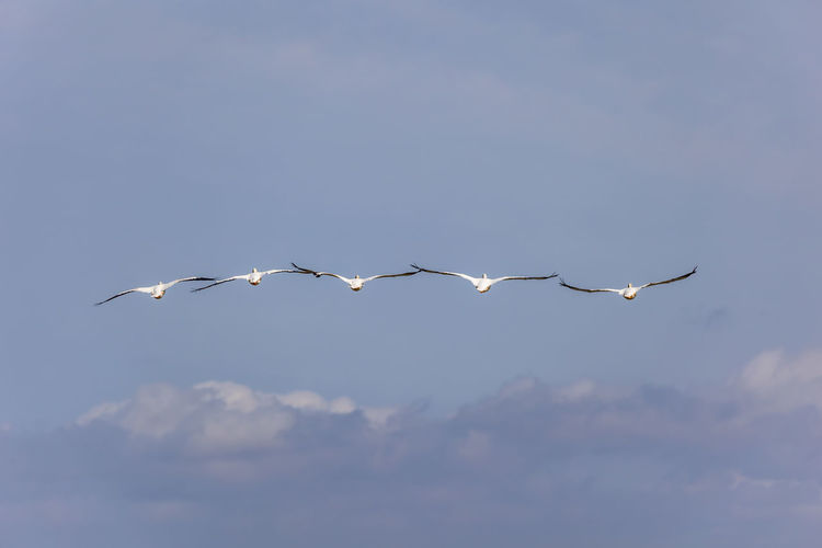 Low angle view of pelicans flying in sky