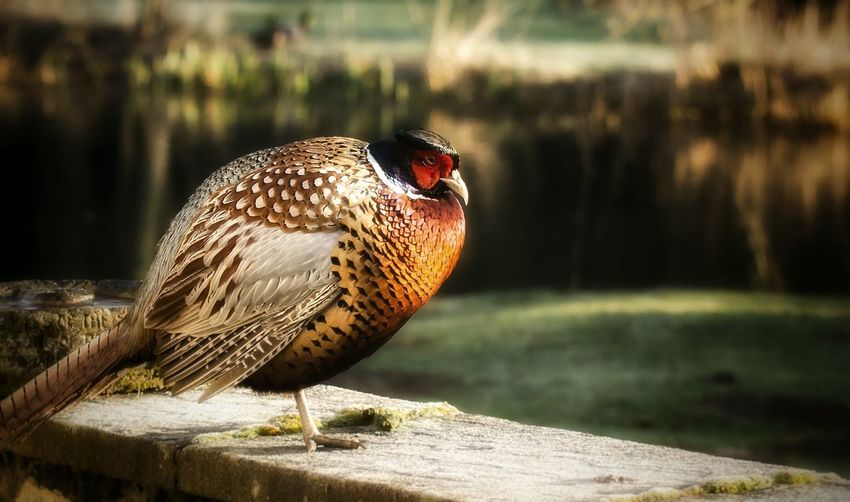 Close-up of pheasant on wood