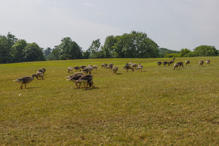 Flock of sheep in a field