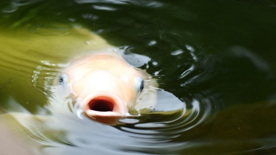 Close-up of fish swimming in lake
