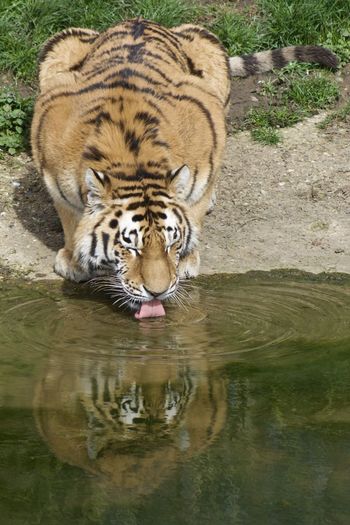 Close-up of a cat drinking water