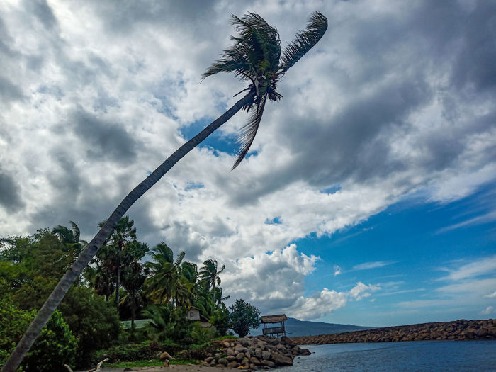 Low angle view of coconut palm trees on beach against sky