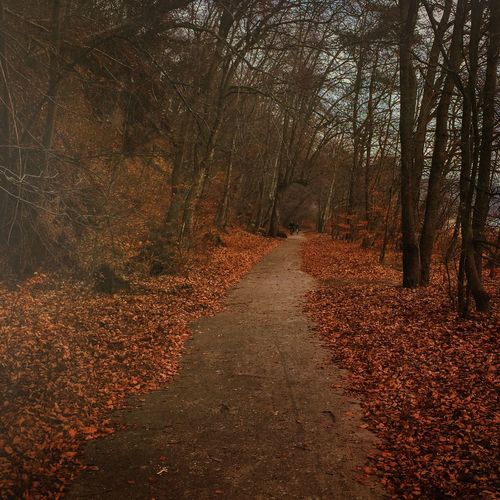 Road passing through forest