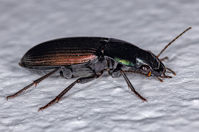 Close-up of insect in snow