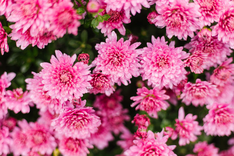 Small pink chrysanthemums or daisies grow in a flowerbed as a fluffy bush.