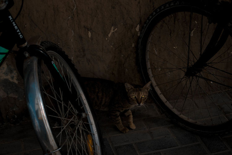 High angle view of cat bicycle