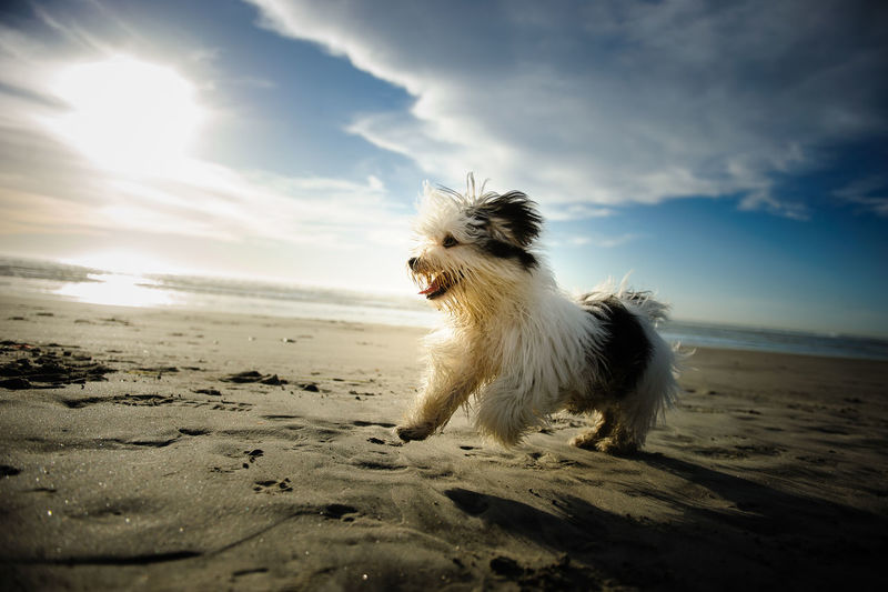 Dog enjoying at beach