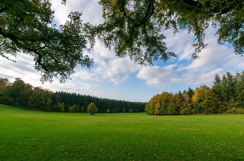 Trees on field against sky