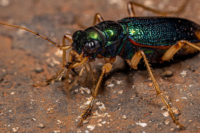 Close-up of insect