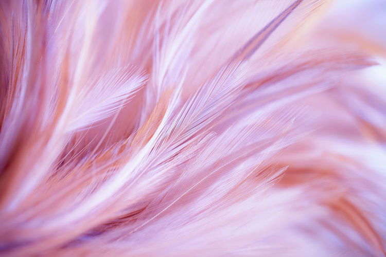Full frame shot of pink feather