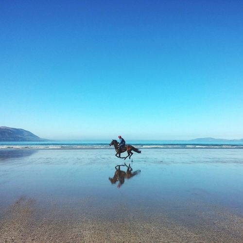 Side view of horse ride on beach against blue sky