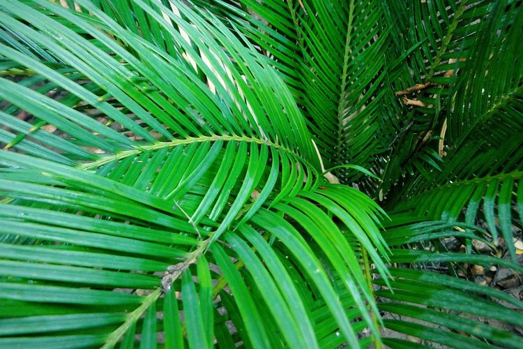High angle view of palm tree leaves