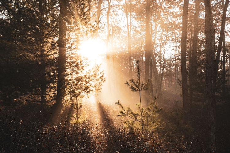 Sunlight streaming through trees in forest against bright sun