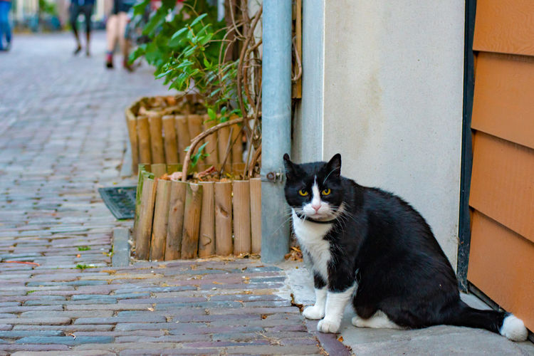 Portrait of cat sitting on footpath