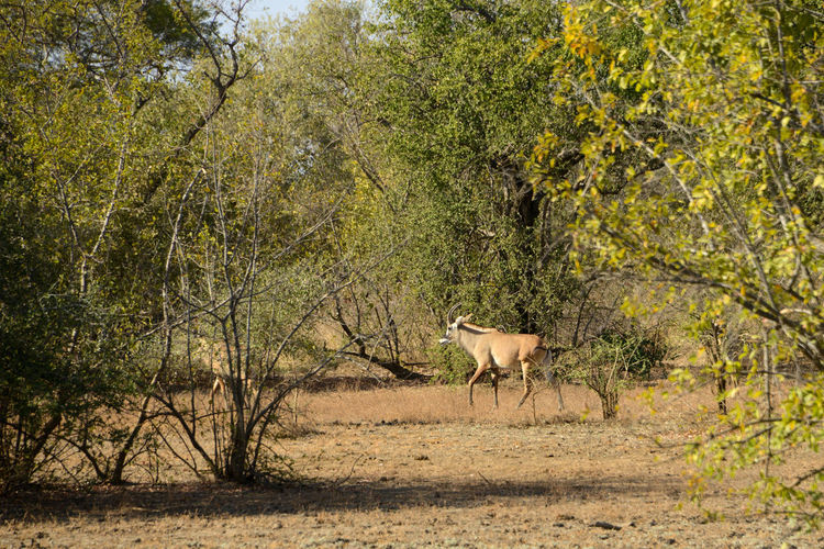 Side view of deer standing in forest