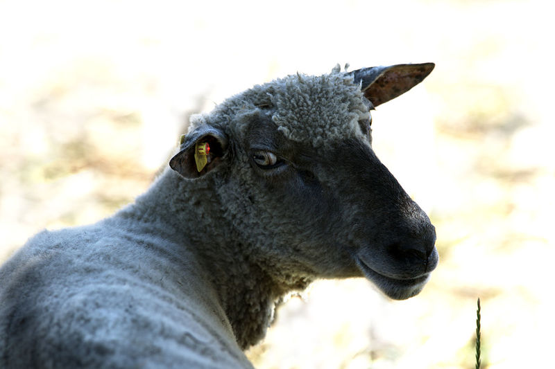 Happy sheep after the shearing.