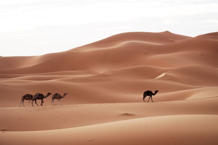 Dromedary walking through the desert 