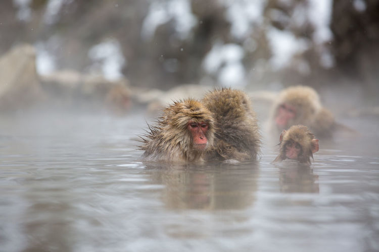 Monkeys swimming in lake