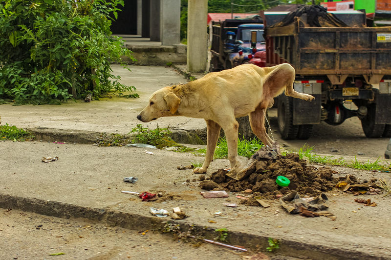 View of a dog on footpath