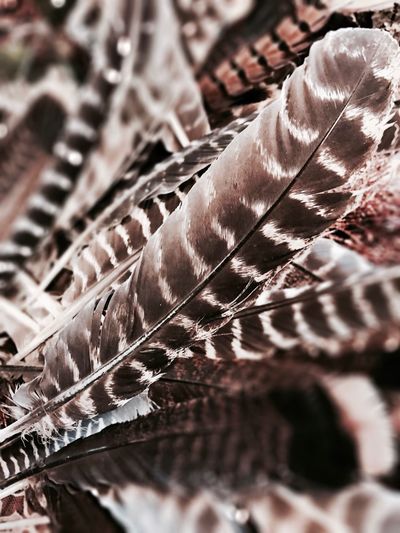 Full frame shot of turkey feathers