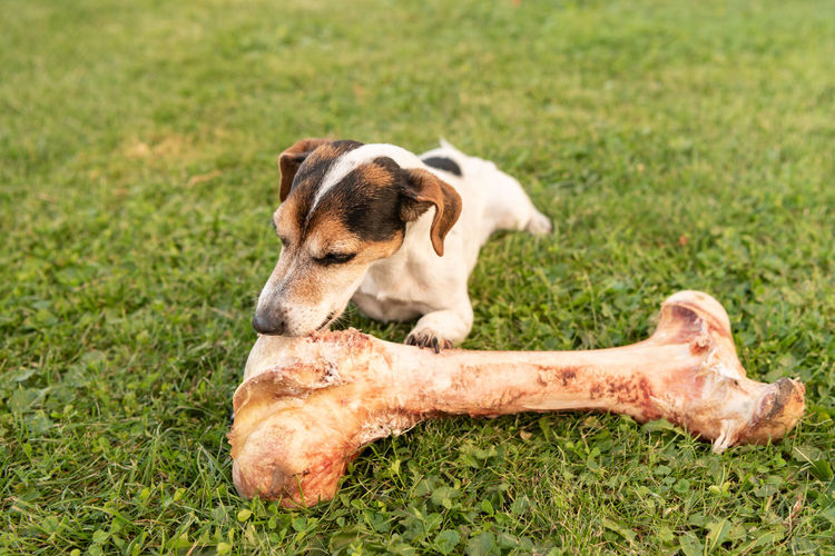 Dog with bone on grassy field