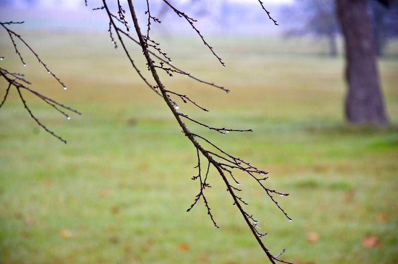 Close-up of bare tree