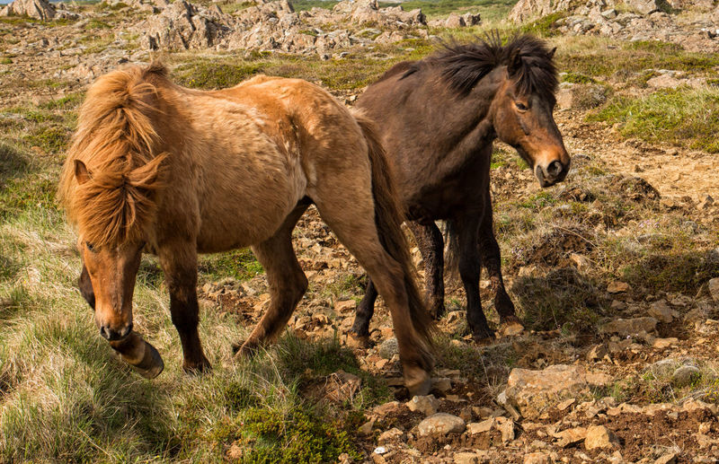 Horses standing on field