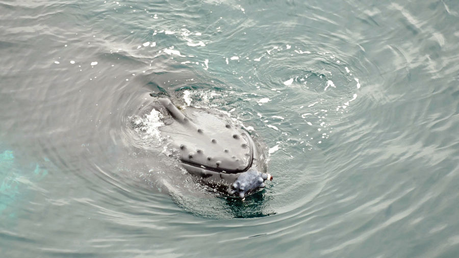 Head of humpback whale with tubercles