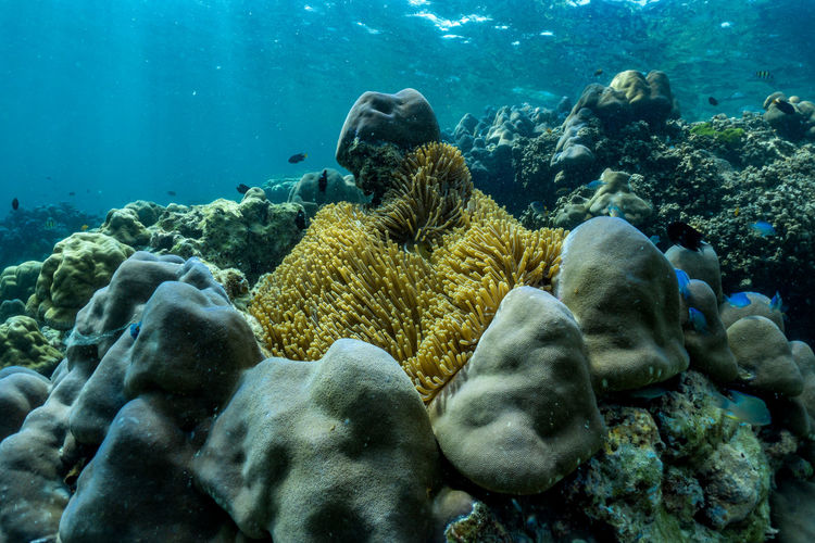 Underwater scene with coral reef 
