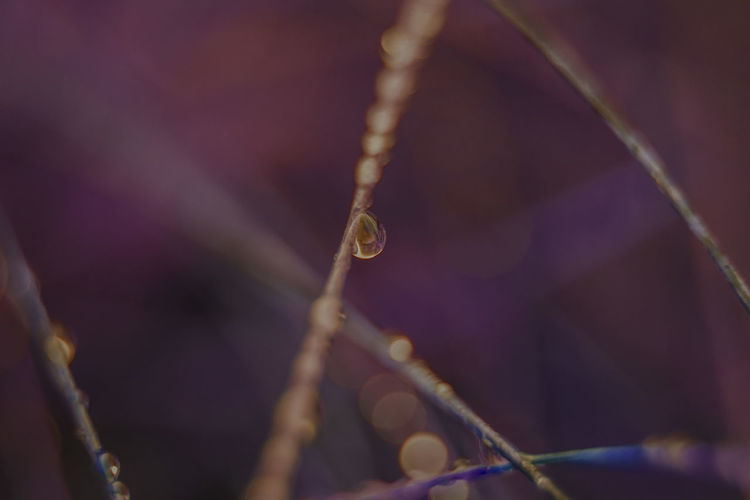 Close-up of raindrops on twig