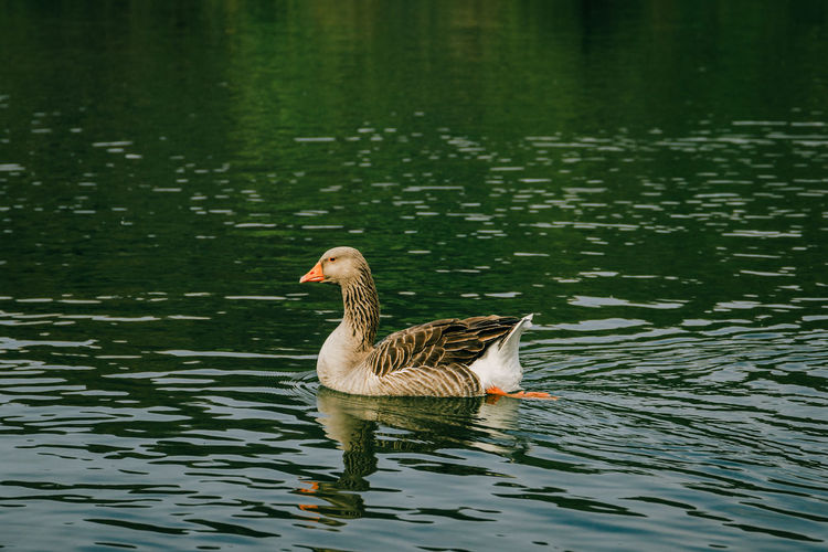 Duck swimming in lake