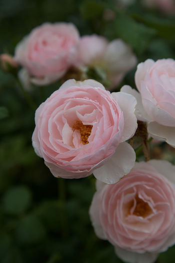 Close-up of pink roses