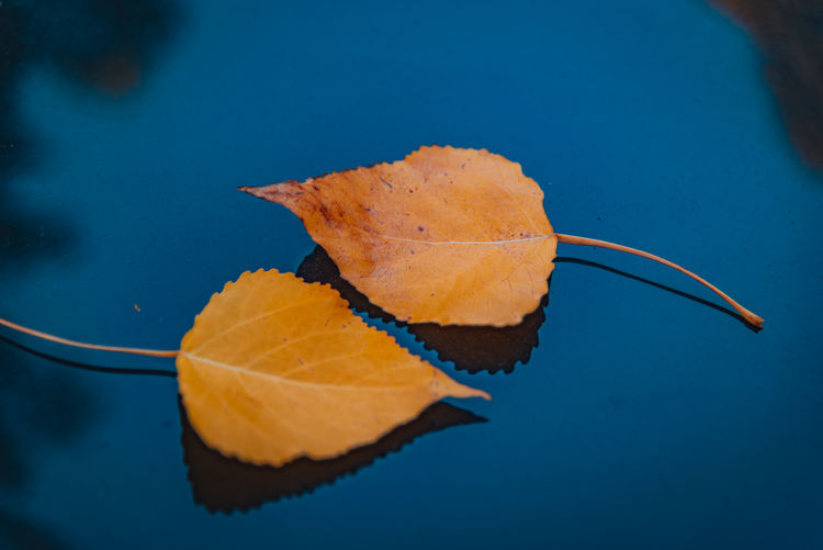Close-up of orange leaf against blue background