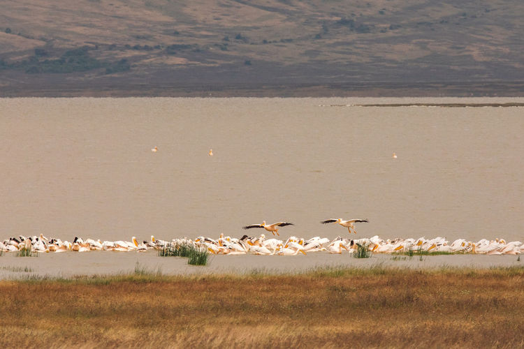 Birds on beach