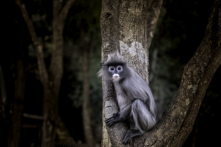 Colobinae also gray langur eating fruit long tailed monkey on the tree